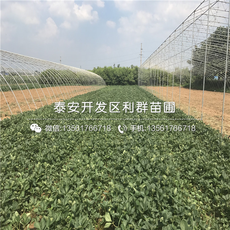 山东草莓苗出售多少钱一棵、山东草莓苗出售价格