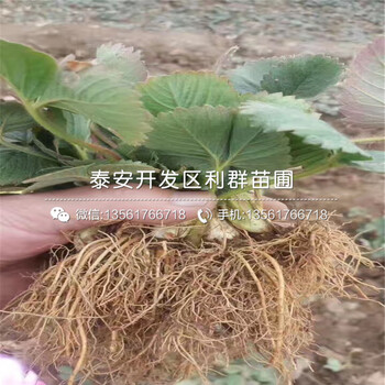 哪里有牛奶草莓苗出售、牛奶草莓苗价格是多少