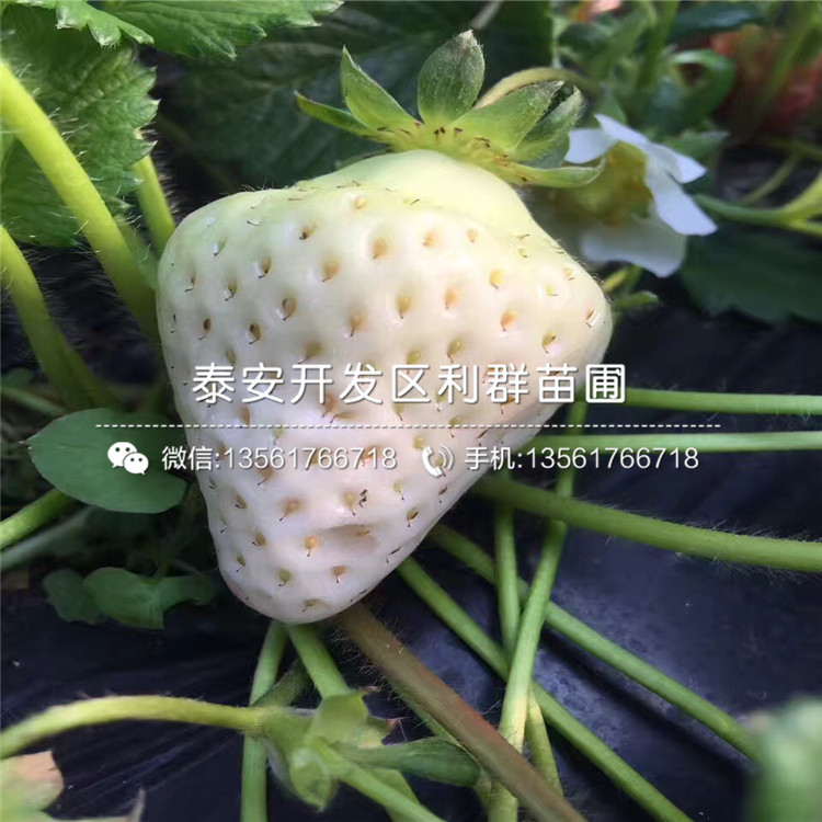 2018年草莓苗出售