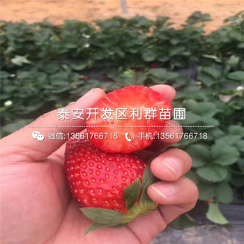 红实美草莓苗出售价格、2018年红实美草莓苗价格