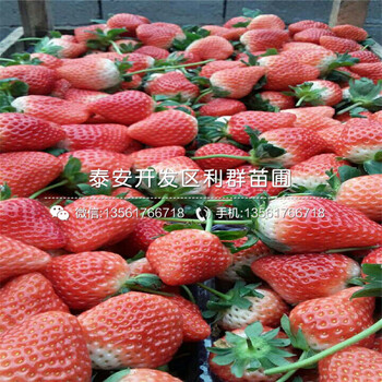 2018年日本99号草莓苗、日本99号草莓苗批发价格