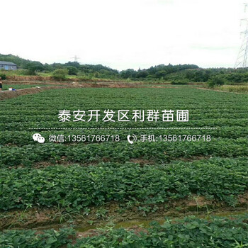 章姬草莓苗种植方法、章姬草莓苗什么价格