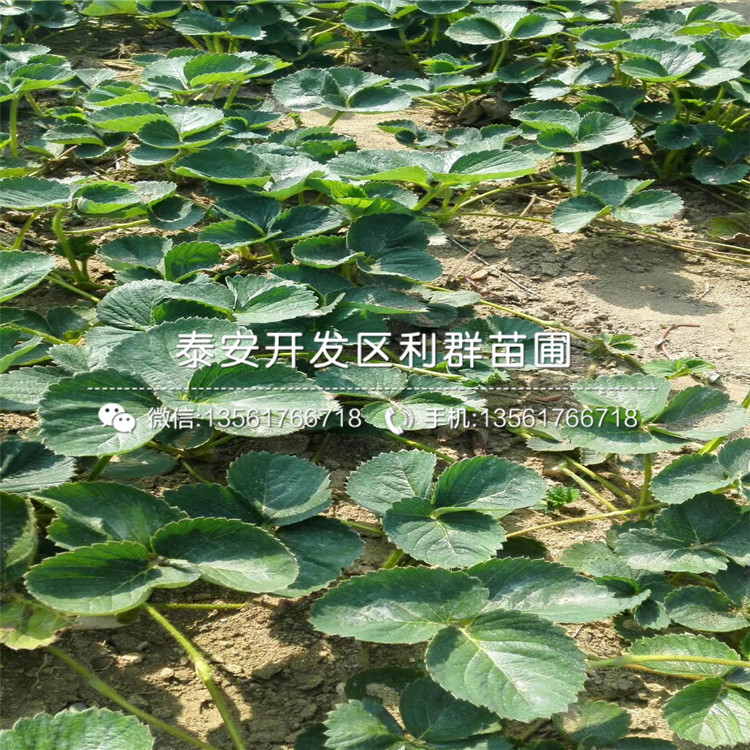 新品种妙香7号草莓苗出售批发基地