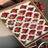 山东德马草莓苗出售、山东德马草莓苗基地图片4