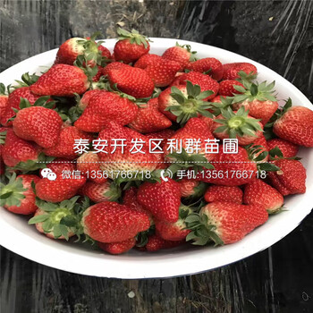 宁玉草莓苗、宁玉草莓苗出售、宁玉草莓苗多少钱一棵