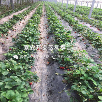大棚草莓苗、大棚草莓苗出售、大棚草莓苗基地