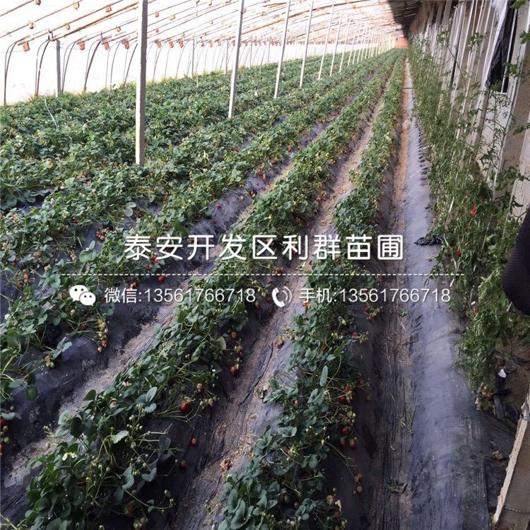 妙香7号草莓苗品种、2018年妙香7号草莓苗新品种