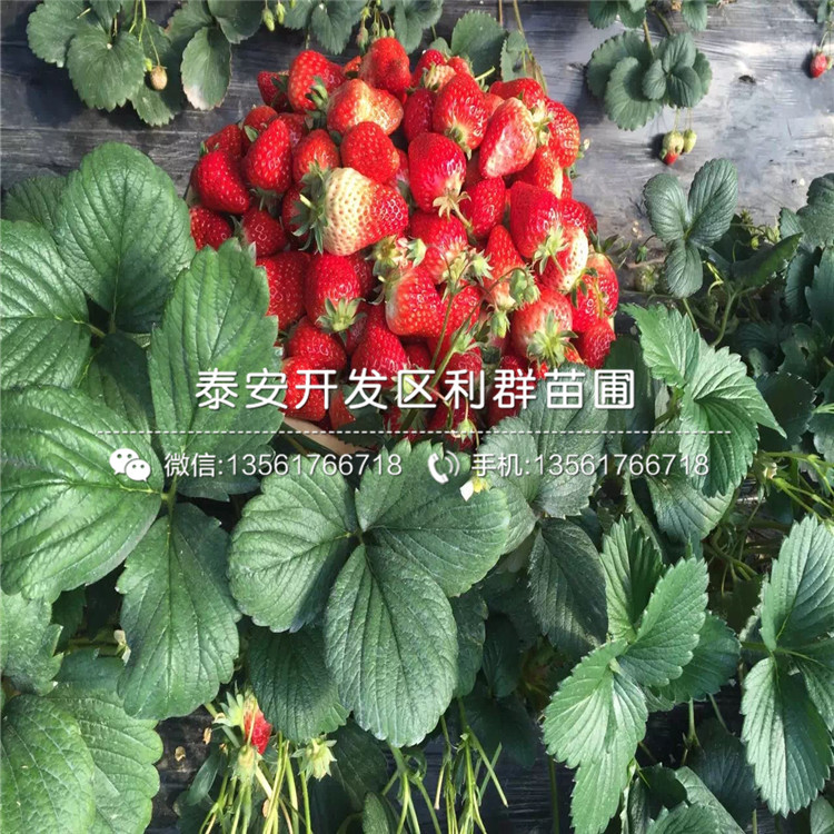 山东出售章姬草莓苗基地基地