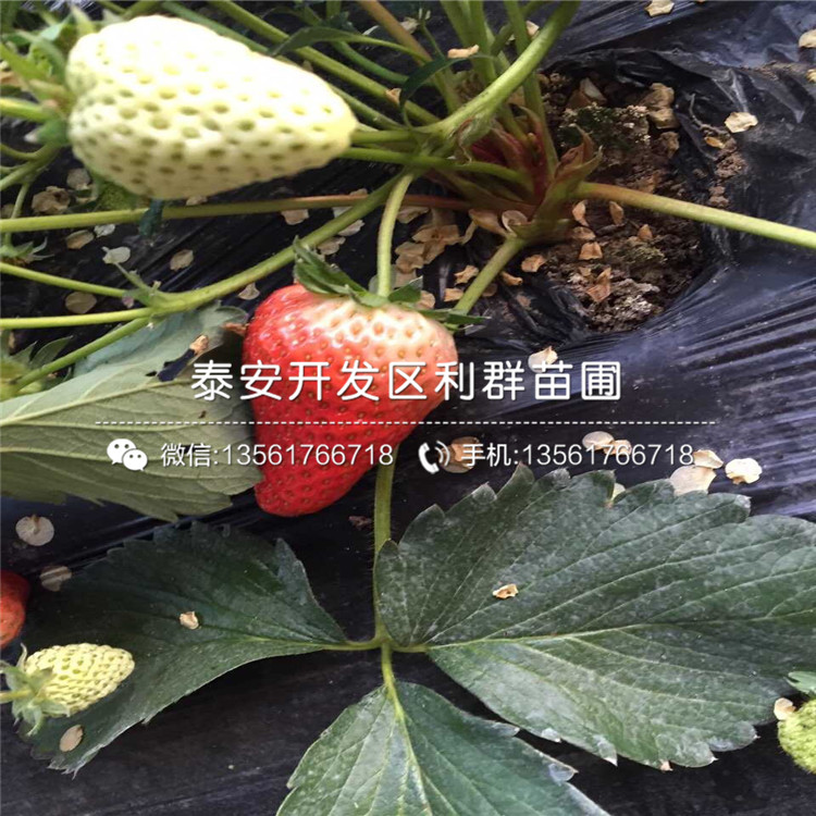 批发桃熏草莓苗多少钱基地