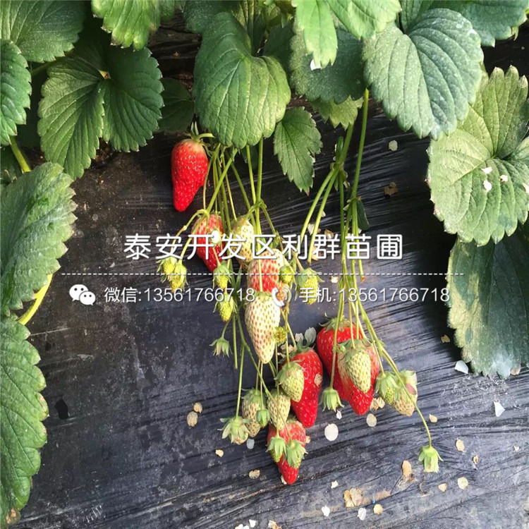 2018年妙香草莓苗多少钱一棵出售价格