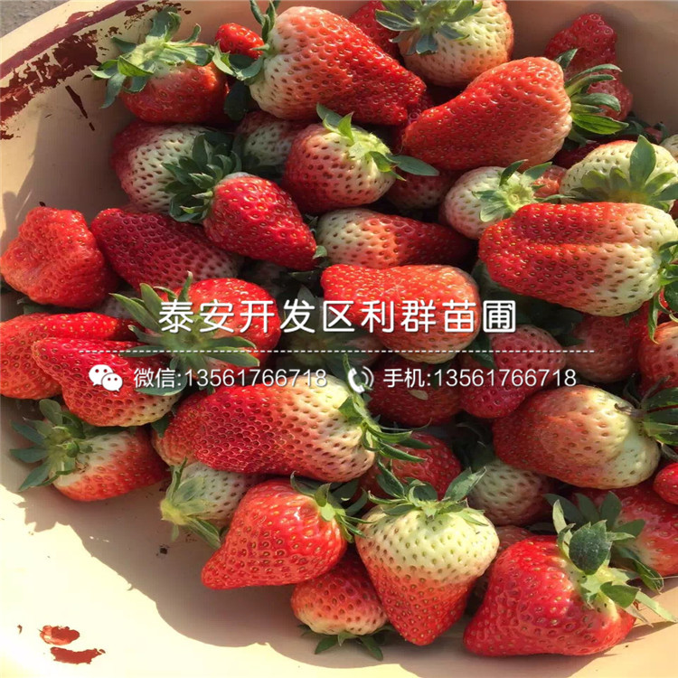 山东山东牛奶草莓苗品种多少钱一棵