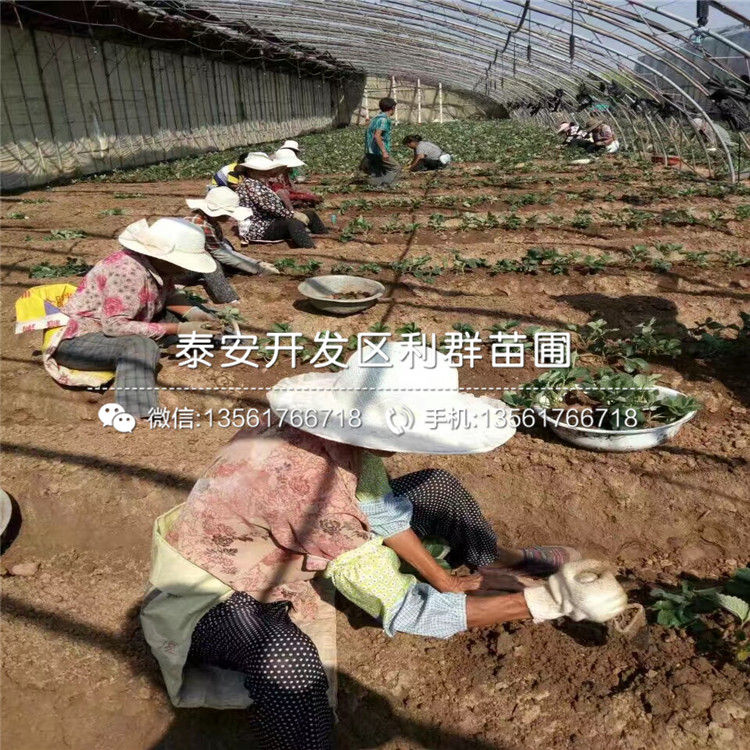 妙香七号草莓苗哪里有卖批发基地