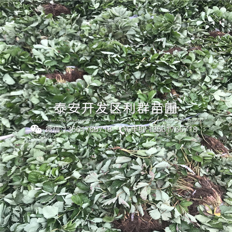 山东新品种章姬草莓苗出售批发
