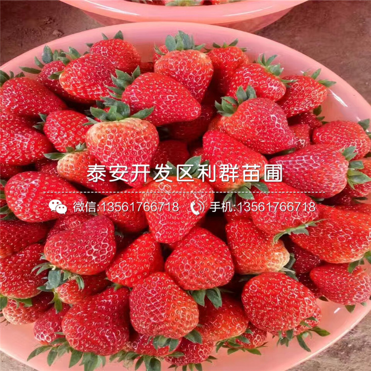 红花草莓苗哪里有出售、2018年红花草莓苗多少钱一棵