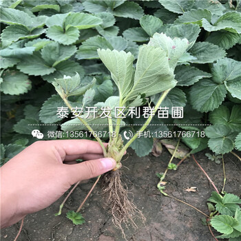 2018年牛奶草莓苗、牛奶草莓苗新品种、牛奶草莓苗价格多少