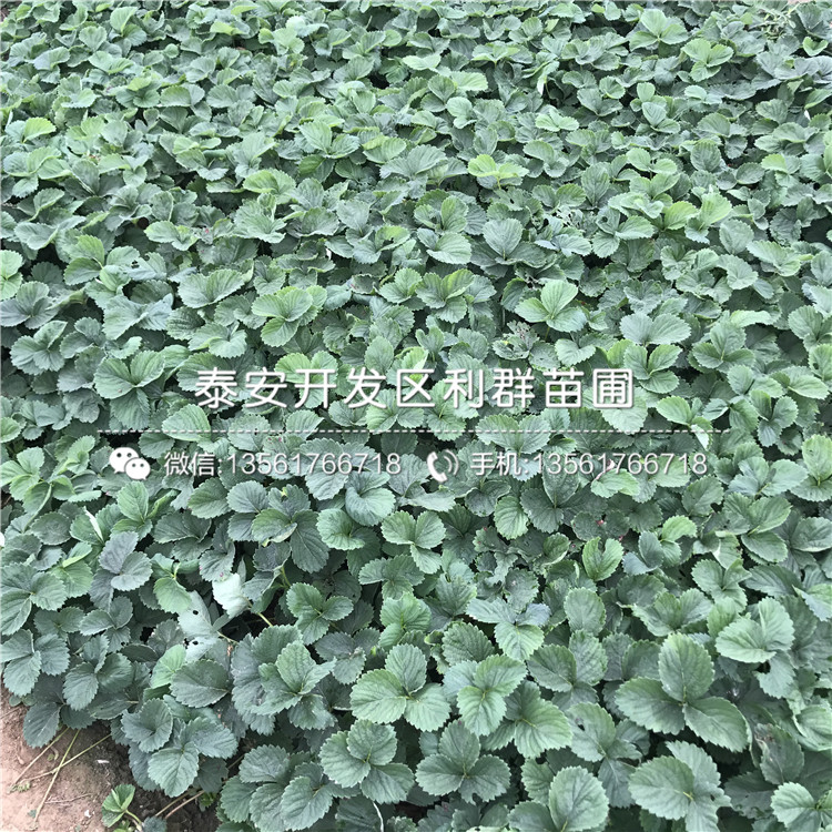 脱毒鲁旺草莓苗、鲁旺草莓苗价格多少