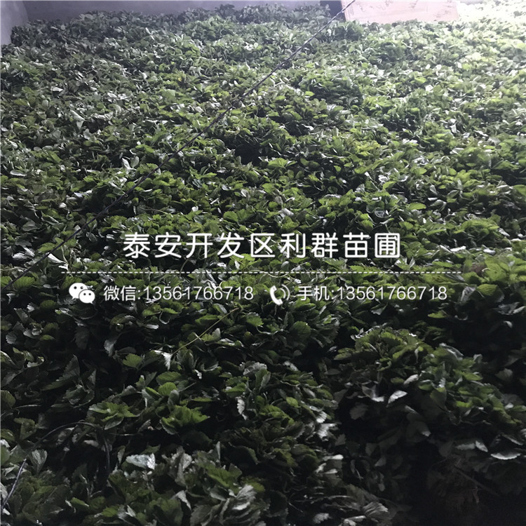 2018年2018年妙香7号草莓苗出售多少钱一棵