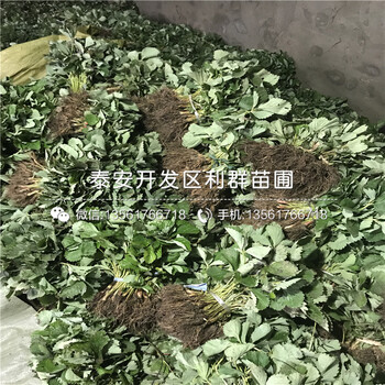 2018年晶瑶草莓苗、晶瑶草莓苗价格是多少