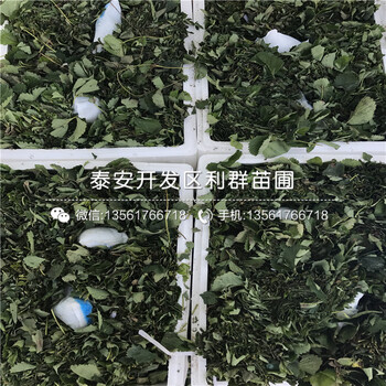 批发艳丽草莓苗、艳丽草莓苗多少钱一棵