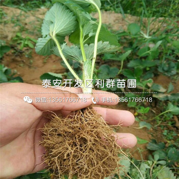 多少钱波特拉草莓苗一棵、一棵波特拉草莓苗多少钱