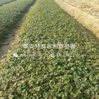 山东新品种章姬草莓苗出售批发