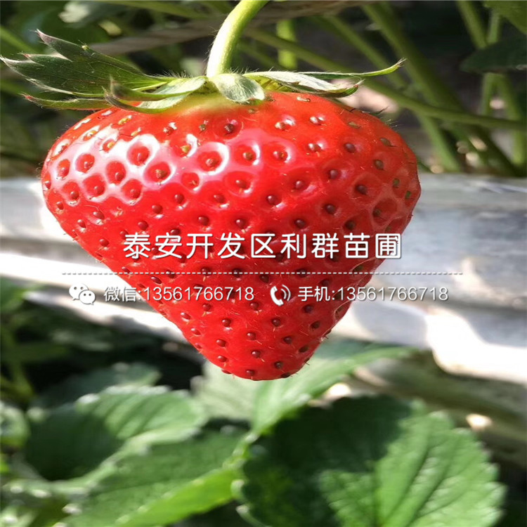 石莓七号草莓苗价格、石莓七号草莓苗报价多少