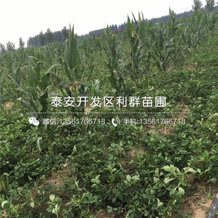 京郊小白草莓苗供应价格、2018年京郊小白草莓苗价格