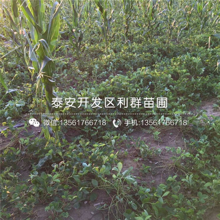 戈雷拉草莓苗种植技术、戈雷拉草莓苗多少钱一棵