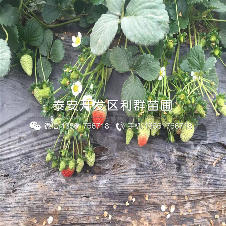 妙香7号草莓苗、山东妙香7号草莓苗、妙香7号草莓苗价格多少