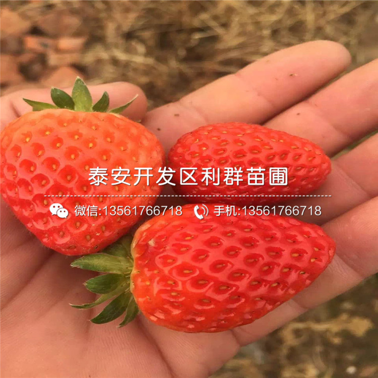 草莓秧苗价格多少