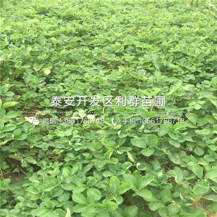 脱毒宝交草莓苗、宝交草莓苗多少钱一棵