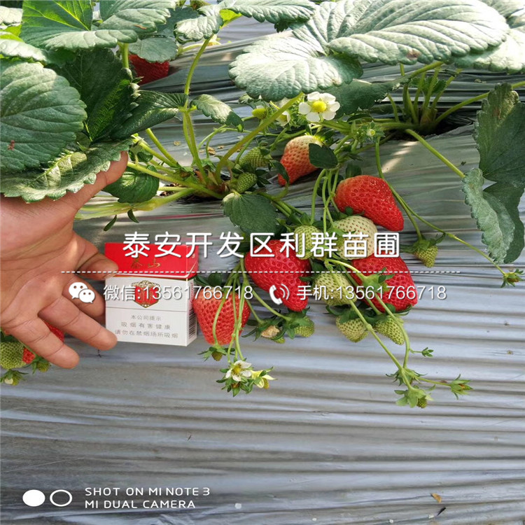 京承香草莓苗示范基地、2018年京承香草莓苗报价