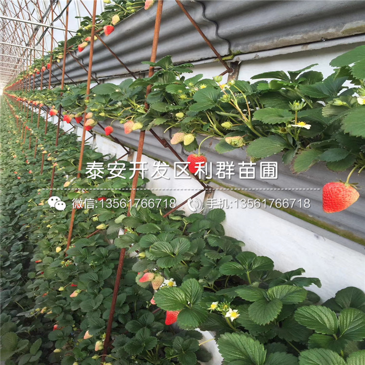 99号草莓苗新品种、2018年99号草莓苗报价