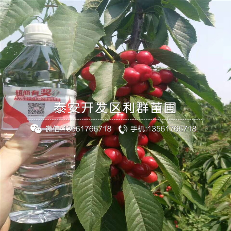 馬甲子種苗基地
