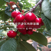 黄蜜大樱桃树苗、黄蜜大樱桃树苗价格是多少图片