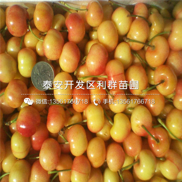山東櫻桃樹出售基地、山東櫻桃樹批發(fā)基地