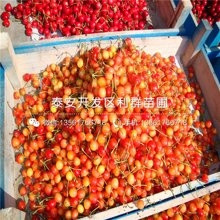 山東大櫻桃樹(shù)樹(shù)苗、大櫻桃樹(shù)樹(shù)苗格