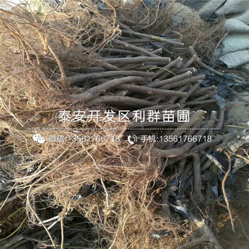 早黄无花果苗报价、早黄无花果苗什么价格