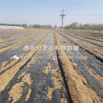 綠抗一號無花果樹苗多少錢一棵、2018年綠抗一號無花果樹苗多少錢一棵