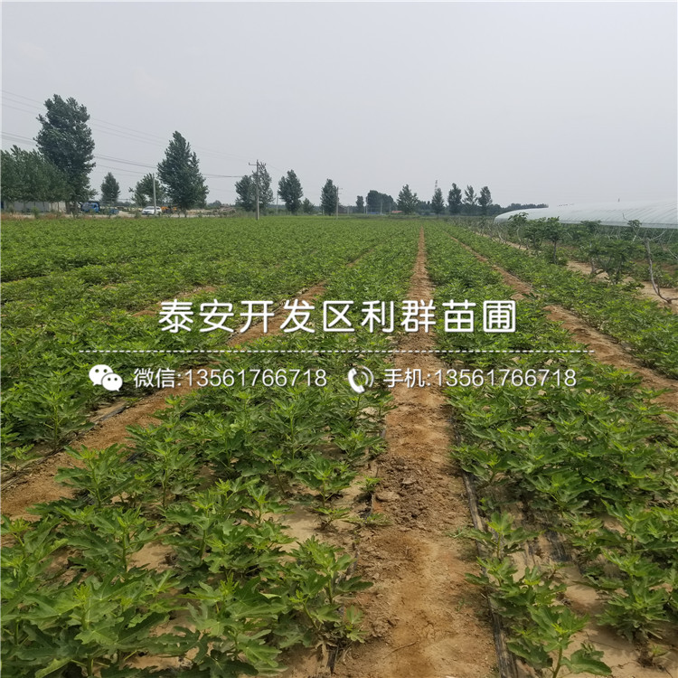 早黃無(wú)花果樹苗批發(fā)、2018年早黃無(wú)花果樹苗報(bào)價(jià)