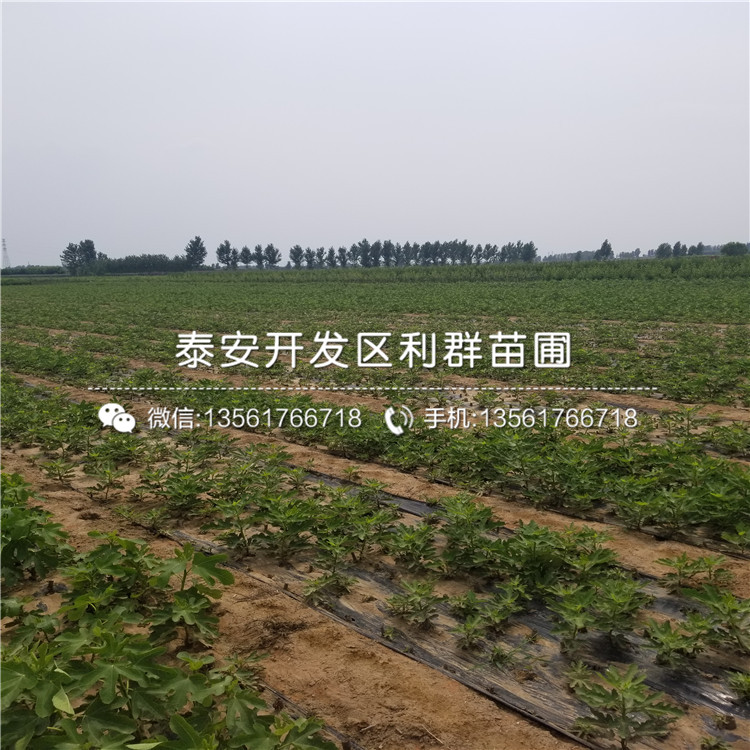加州黑無花果苗、加州黑無花果苗批發(fā)基地