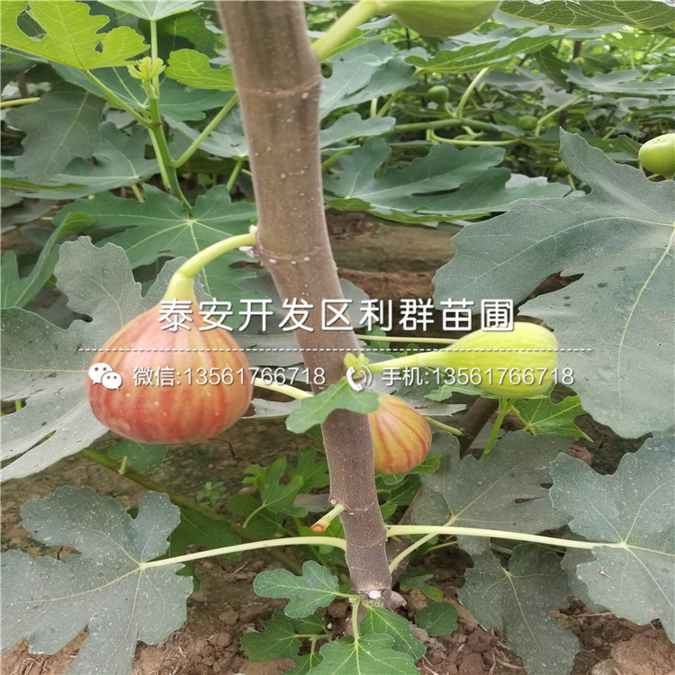 山东上海青皮无花果苗格、山东上海青皮无花果苗批发基地