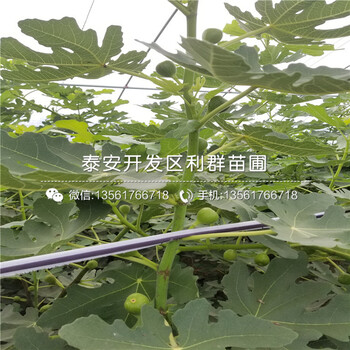 中農(nóng)紅無花果樹苗新品種、中農(nóng)紅無花果樹苗多少錢一棵