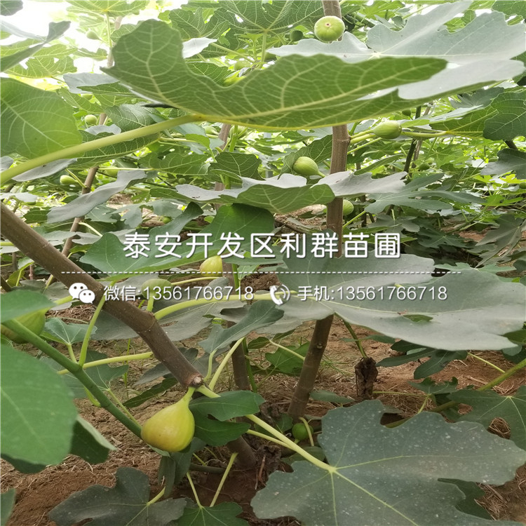 山东紫色波尔多无花果树苗格是多少