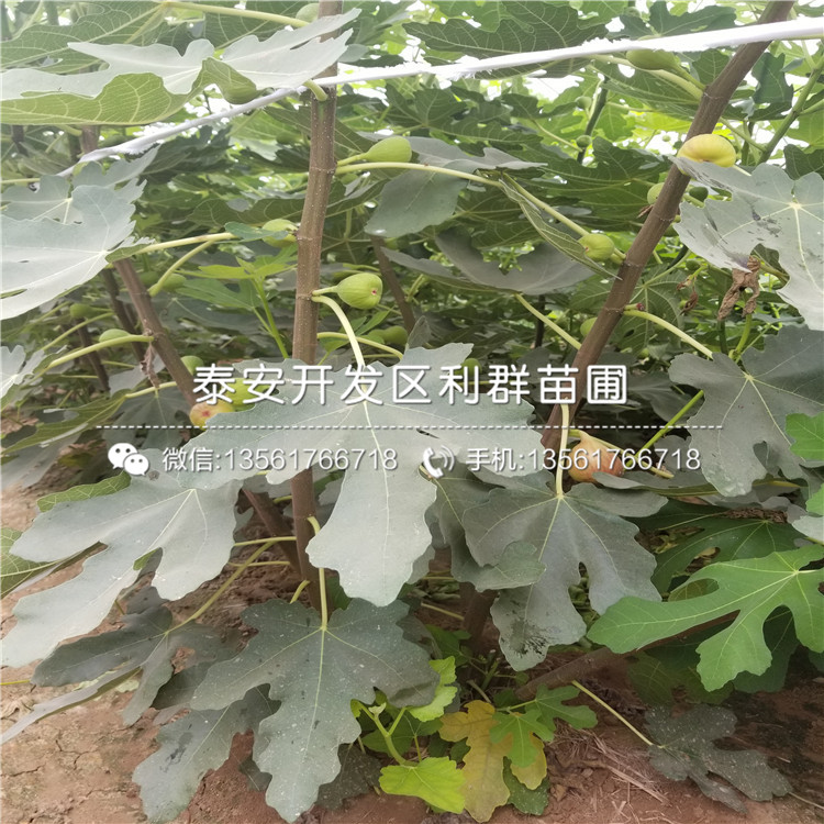 哪里有卖红心无花果树苗、红心无花果树苗价格多少