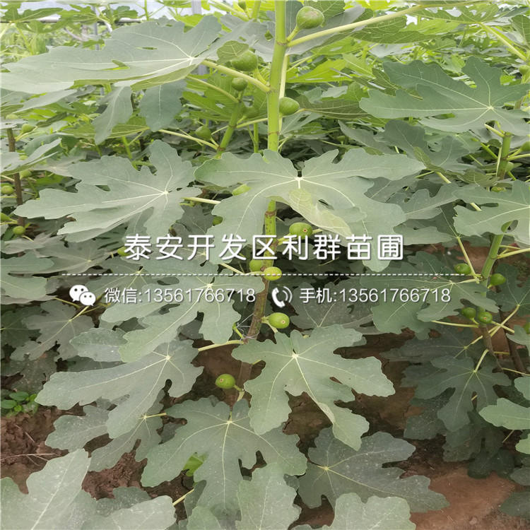 紫果无花果树苗2019年价格