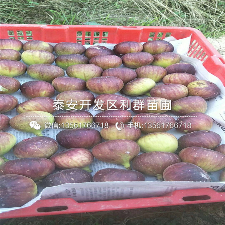 山東2公分無花果苗出售基地、山東2公分無花果苗價格多少