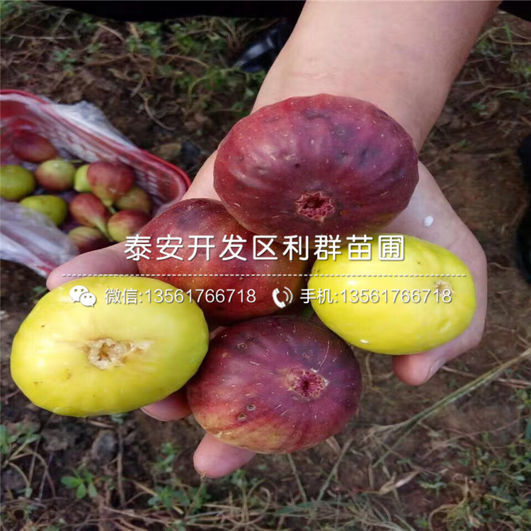 附近泰安無花果苗什么價(jià)格