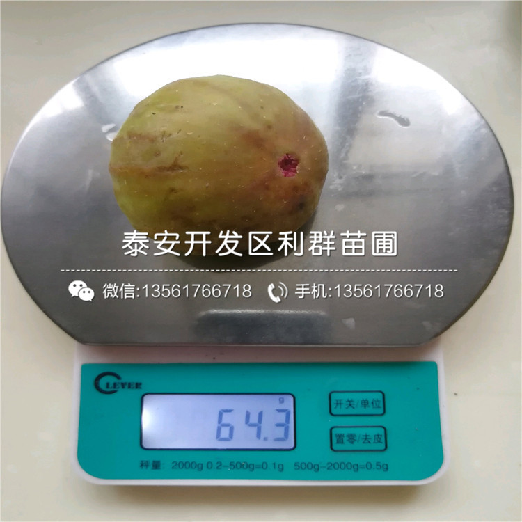 2018年果王無花果樹苗、果王無花果樹苗批發(fā)