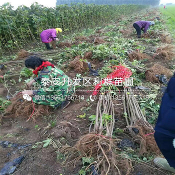 沙漠王無(wú)花果樹(shù)苗新品種、2019年沙漠王無(wú)花果樹(shù)苗價(jià)格
